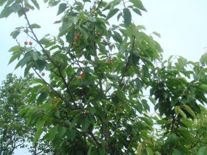 采摘節(jié)之嬌艷欲滴櫻桃果