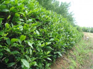 采摘節(jié)之九龍吐翠